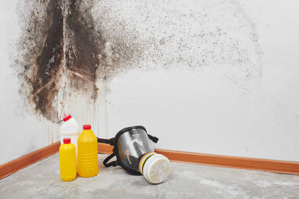 Home Mold Removal in Rome, GA