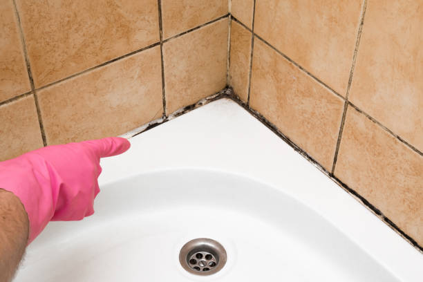 Best Commercial Mold Removal  in Rome, GA